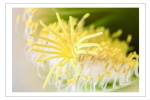 white night blooming cactus flowers