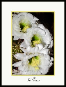 three white night blooming cactus flowers