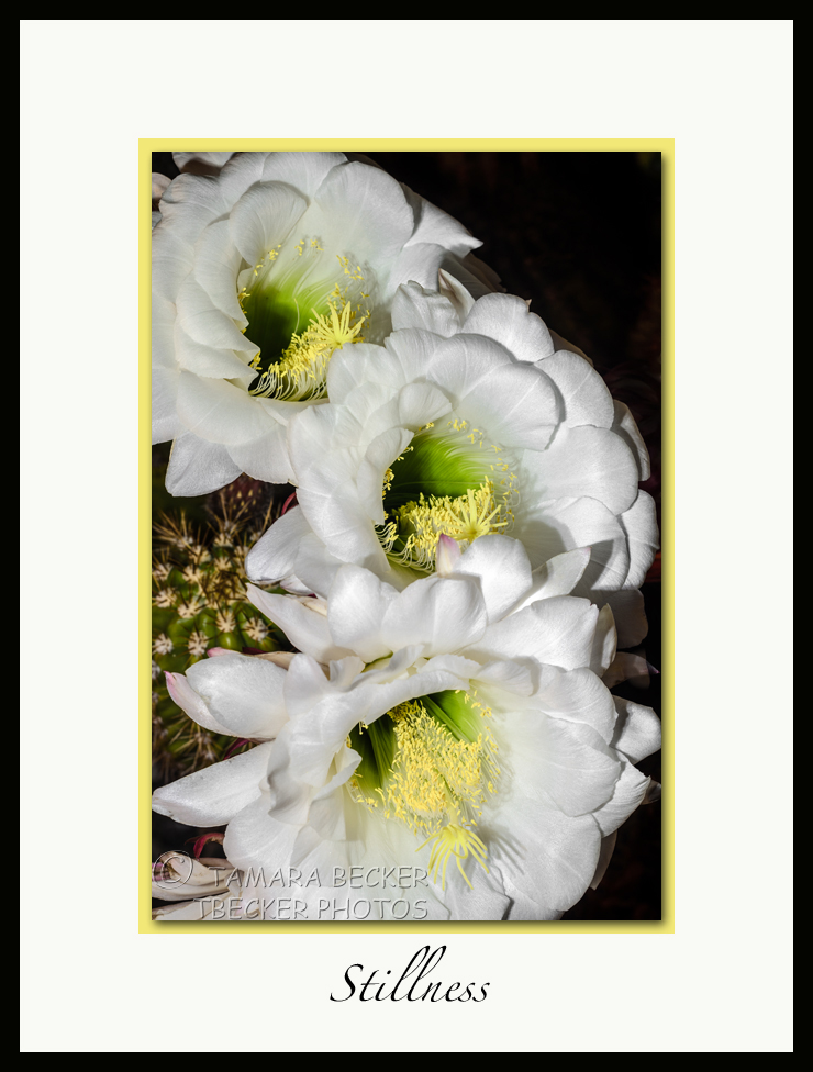 white night blooming cactus flowers