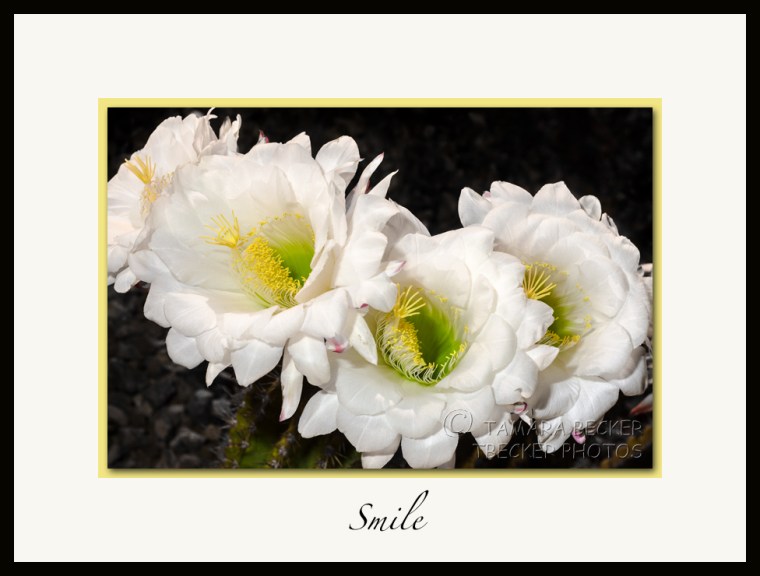 white night blooming cactus flowers