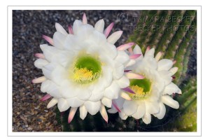 white night blooming cactus flowers