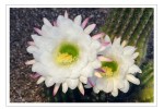 white night blooming cactus flowers