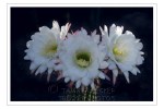 white night blooming cactus flowers