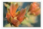 orange cactus flower