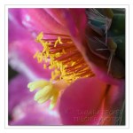 pink cactus flower