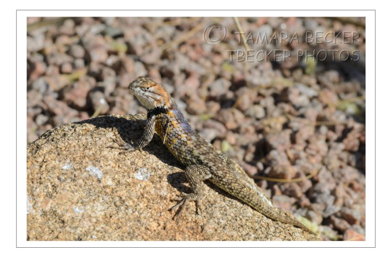 lizard on rock 