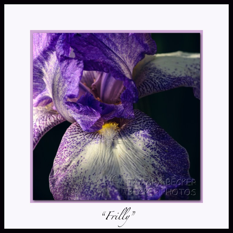 purple iris in bloom