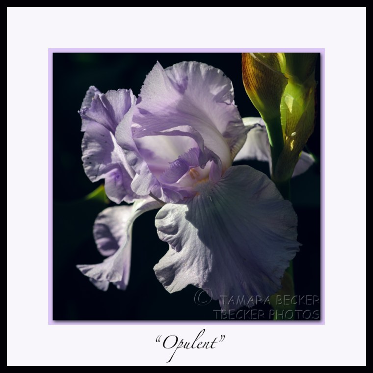 lavender iris in bloom