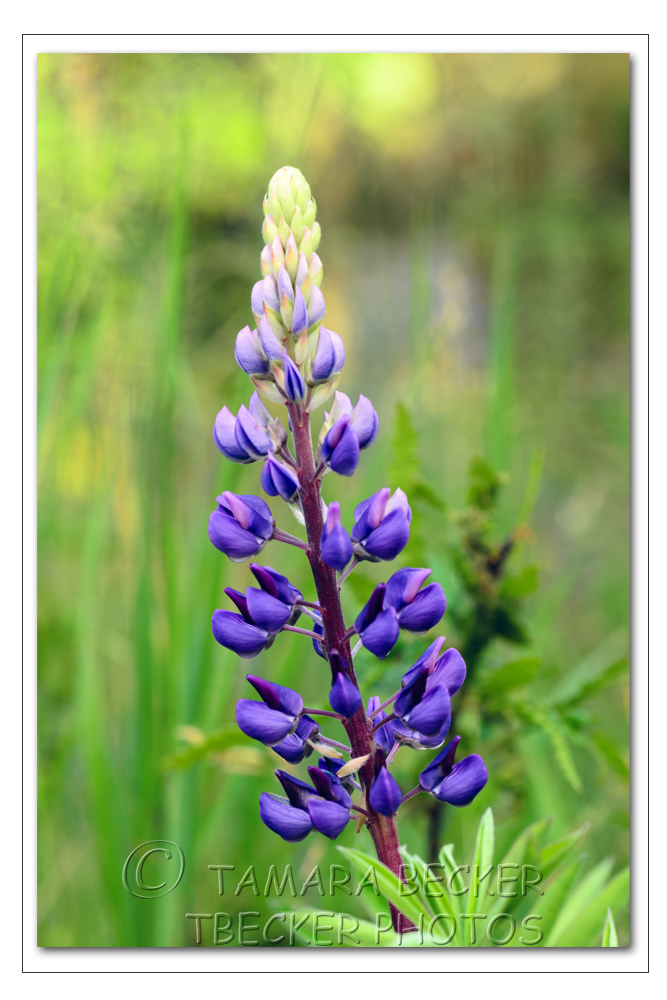 lupine in bloom