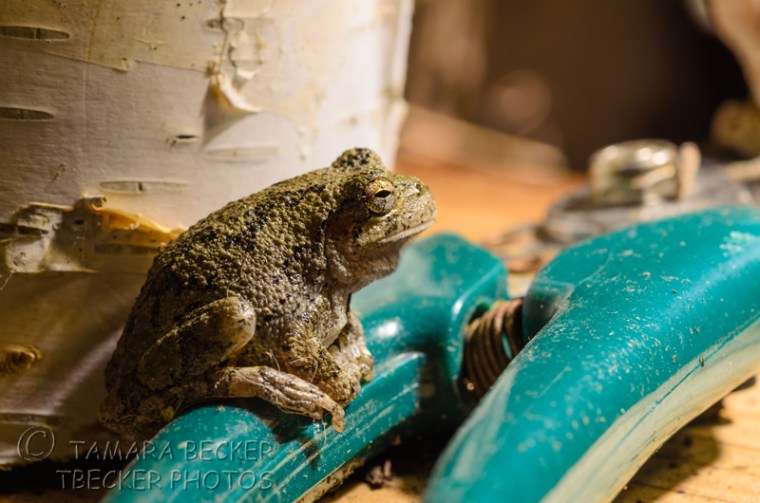 small frog on pruning shears