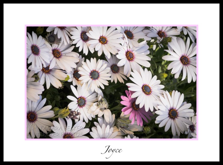 white daisies