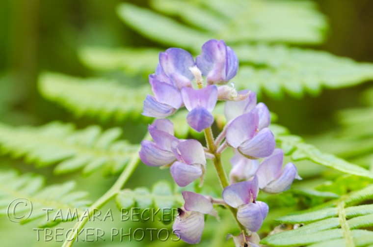 lupine and bracken fern