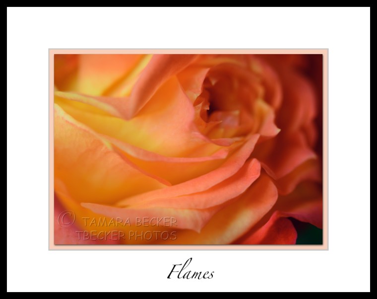 Charisma floribunda rose in bloom