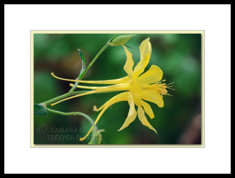 yellow columbine flower