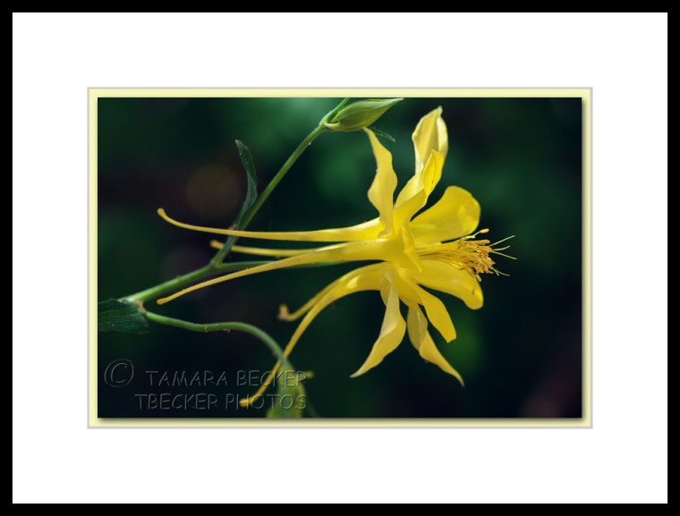 yellow columbine flower