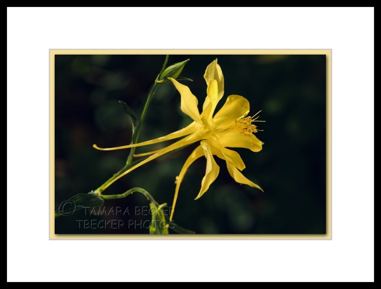 yellow columbine flower