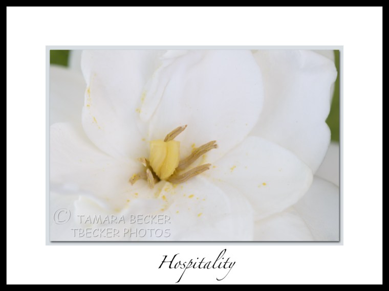 gardenia flower