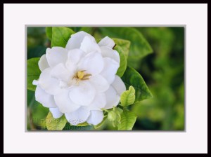 gardenia flower