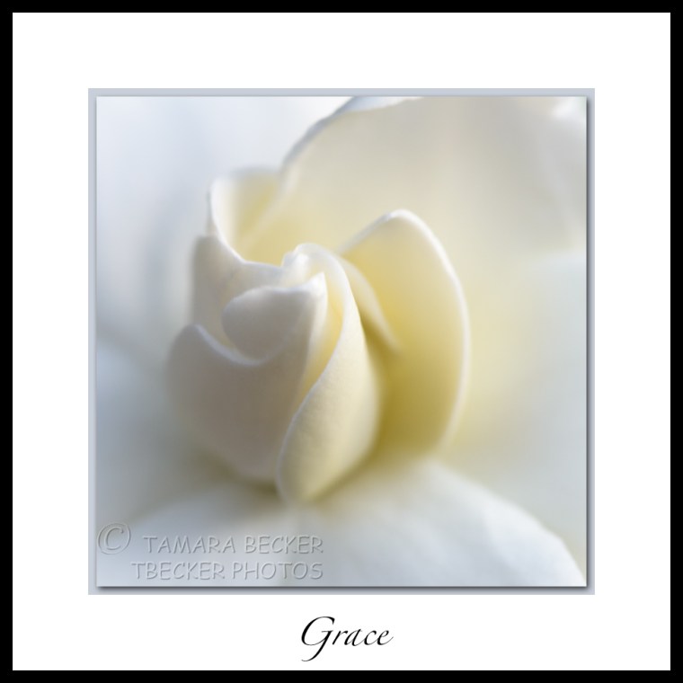 gardenia flower
