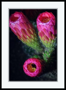 pink cactus flower night blooming