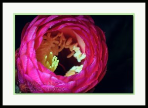 pink cactus flower night blooming