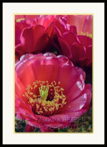 pink cactus flower night blooming