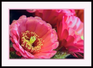 pink cactus flower night blooming