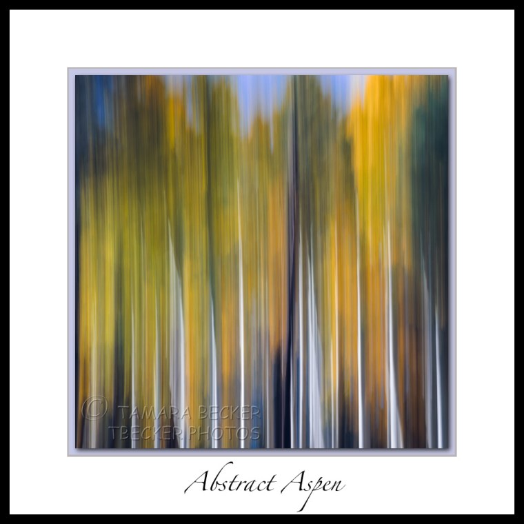 yellow Abstract Aspen during the fall
