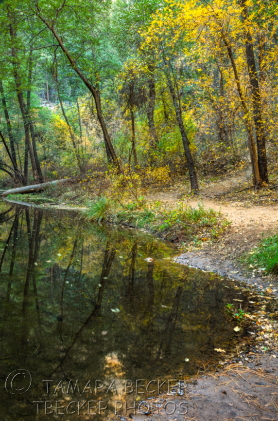 yellow autumn foliage along creek