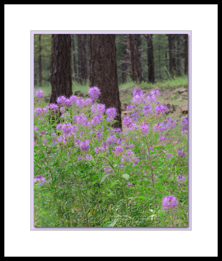 purple wildflowers and pine trees