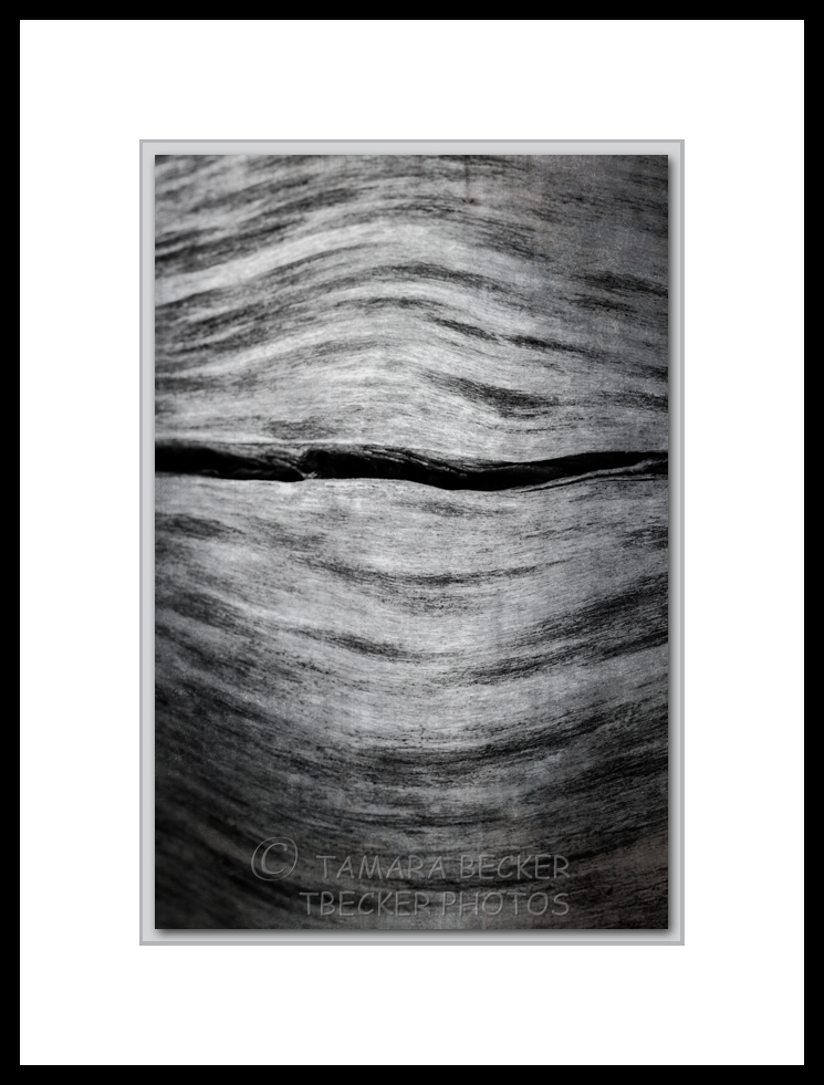 monochrome abstract image of a dead log