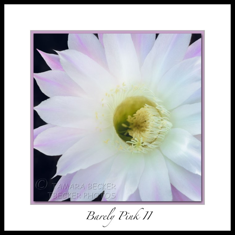 pink and white cactus flower