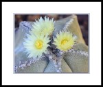 Three yellow flowers open on a Bishops Cap cactus