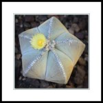 Yellow cactus flower on a Bishops Cap cactus