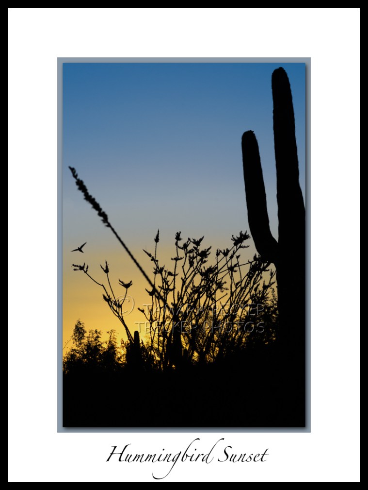Arizona sunset with hummingbird and cactus
