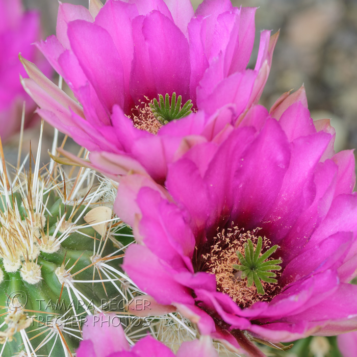 pink hedgehog cactus flowers