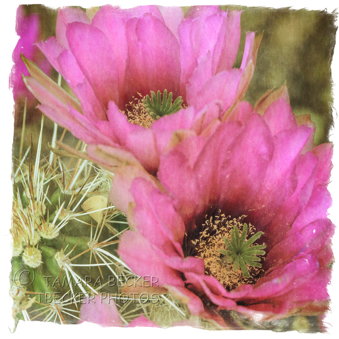 pink hedgehog cactus flowers 