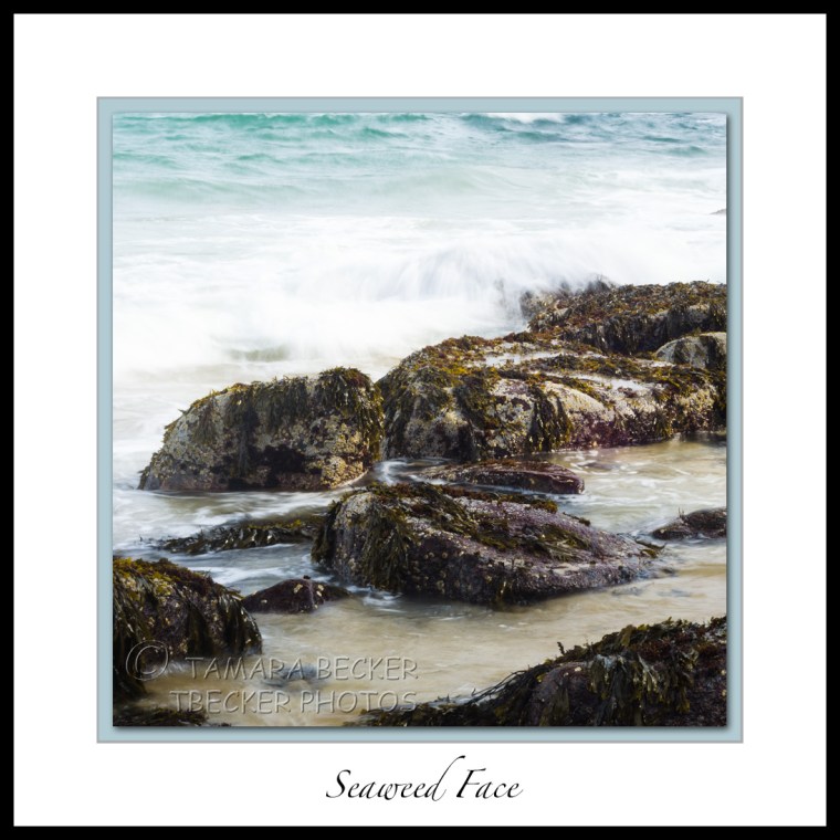 face in seaweed on coast of Sand Beach