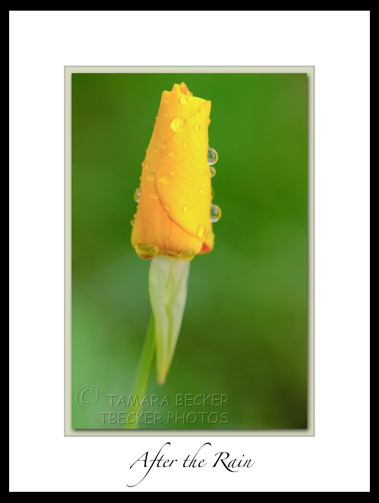 Mexican gold poppy with rain drops