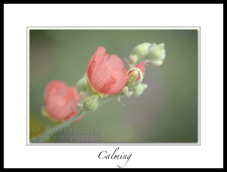 coral globemallow flowers