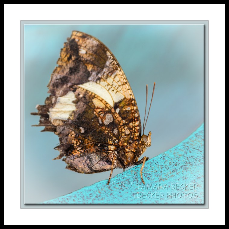 butterfly-macro-square-image
