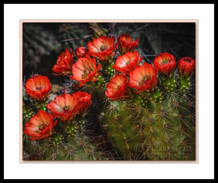 scarlet hedgehog cactus flowers