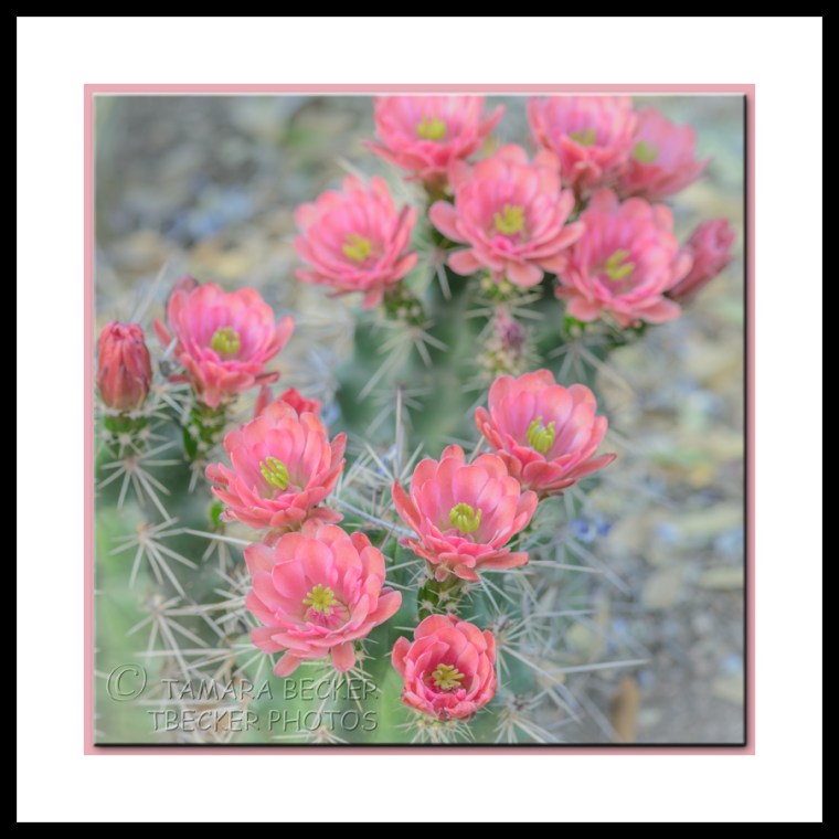pink hedgehog cactus flowers