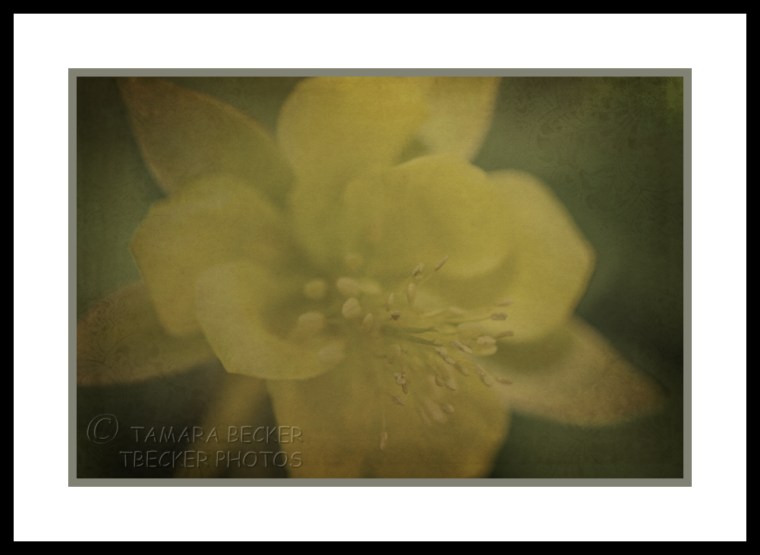 yellow columbine with texture