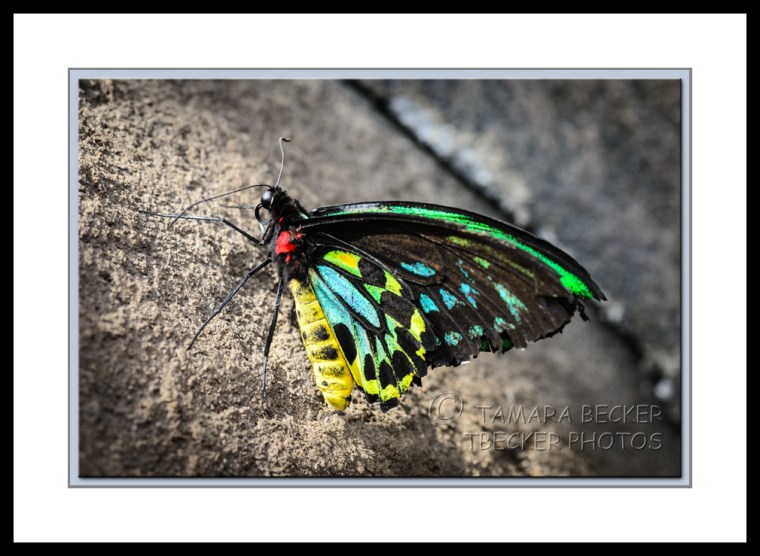 goliath birdwing butterfly