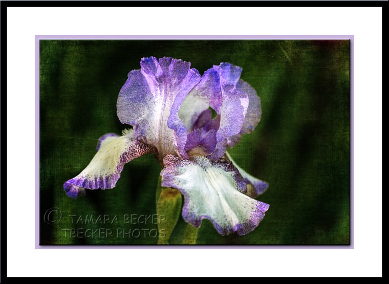 purple and white iris with texture