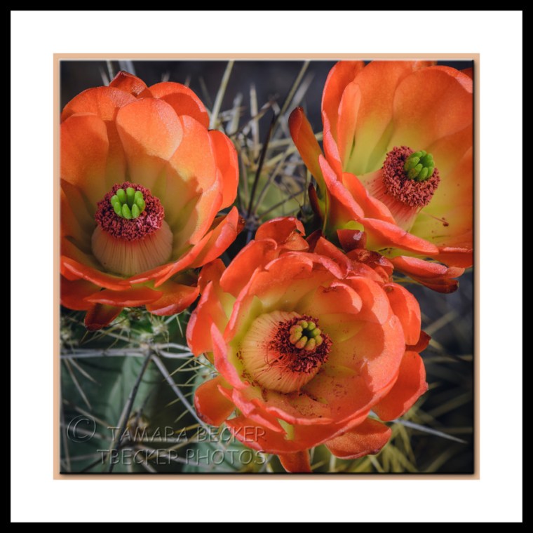 orange cactus blooms