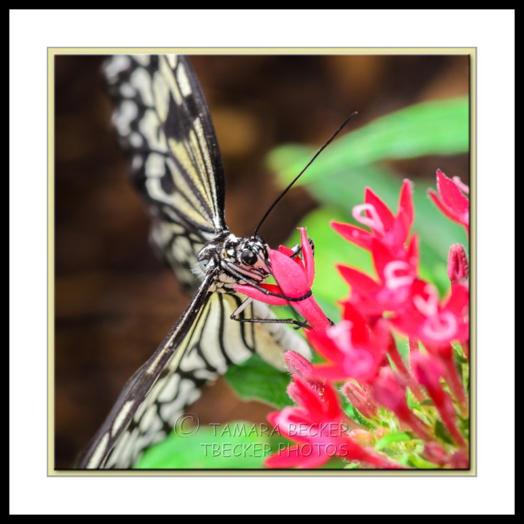 paper kite butterfly on red flower at Butterfly Wonderland