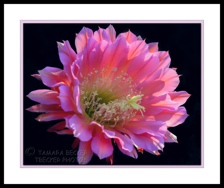 pink night blooming cactus flower