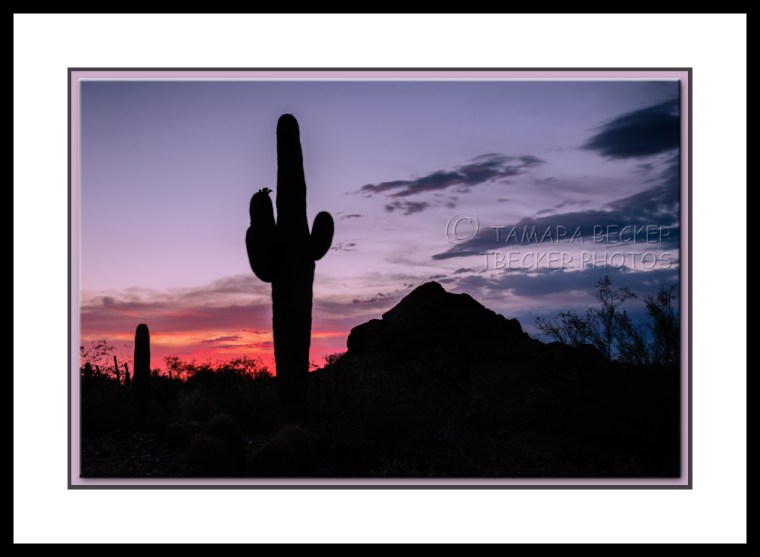 saguaro cactus sunset silhouette